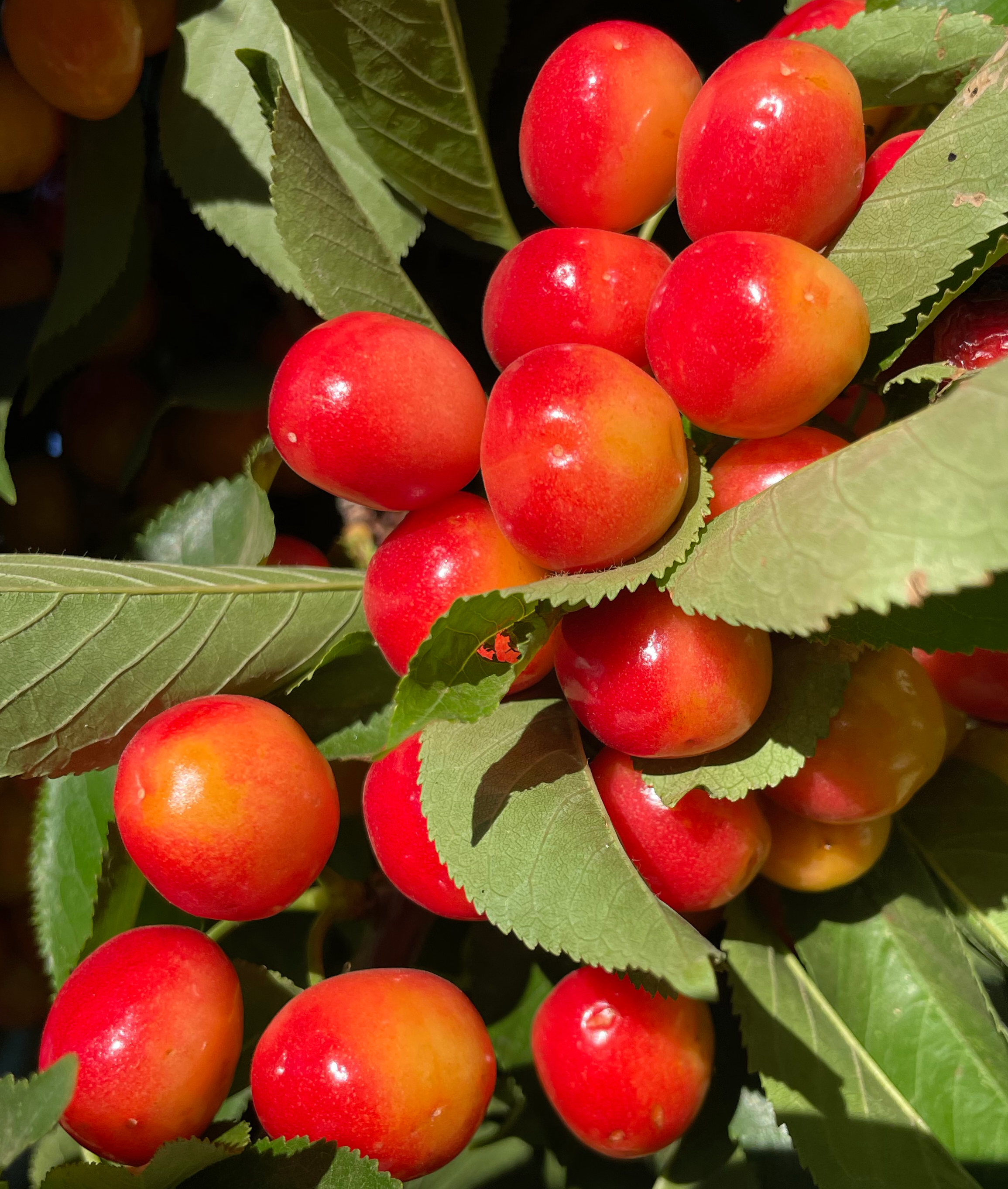 to Villa del Sol Sweet Cherry Farms of Leona Valley U pick cherries